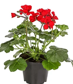 Dehner Balkonpflanzen-Sets|Sommerblumen > Beet- & Balkonpflanzen-Set Sonnenanbeter