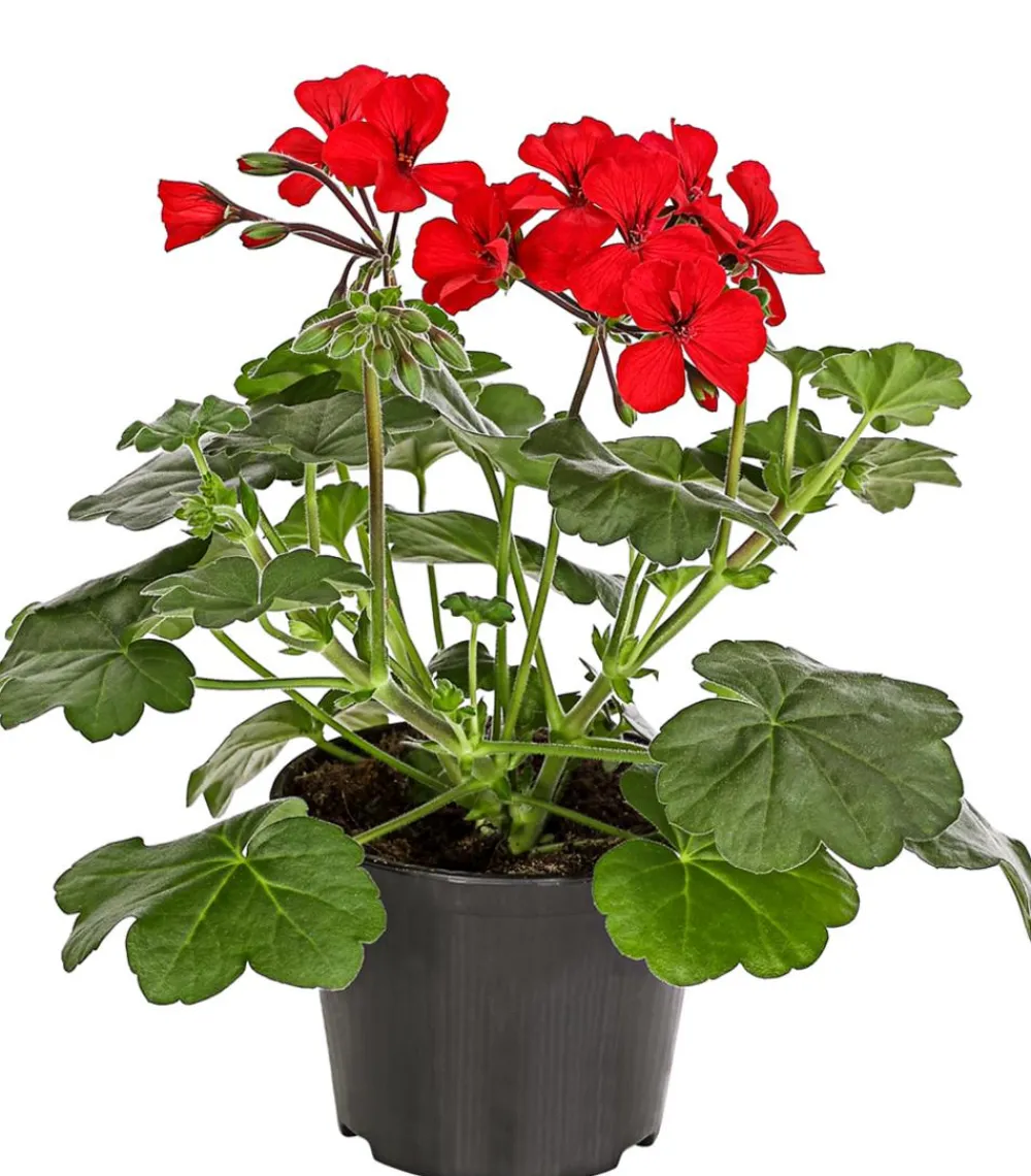 Dehner Balkonpflanzen-Sets|Sommerblumen > Beet- & Balkonpflanzen-Set Sonnenanbeter