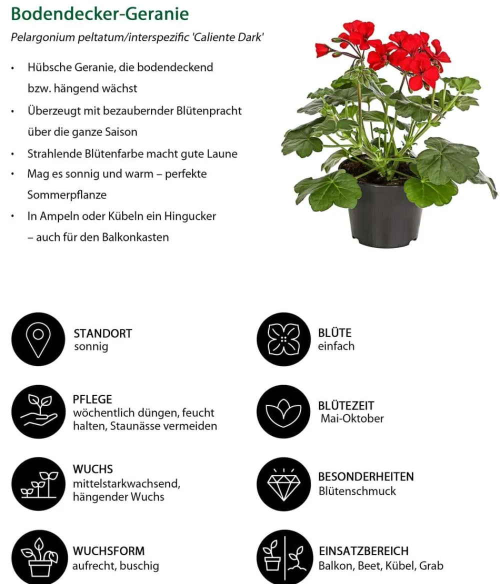 Dehner Balkonpflanzen-Sets|Sommerblumen > Beet- & Balkonpflanzen-Set Sonnenanbeter