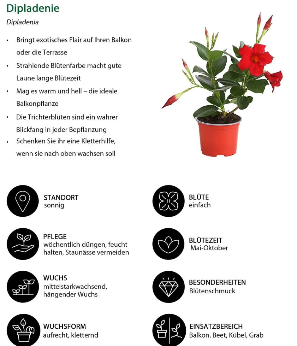 Dehner Balkonpflanzen-Sets|Sommerblumen > Beet- & Balkonpflanzen-Set Sonnenanbeter