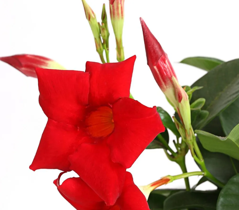 Dehner Balkonpflanzen-Sets|Sommerblumen > Beet- & Balkonpflanzen-Set Sonnenanbeter