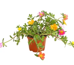 Dehner Balkonpflanzen-Sets|Sommerblumen > Beet- & Balkonpflanzen-Set Sonnenanbeter