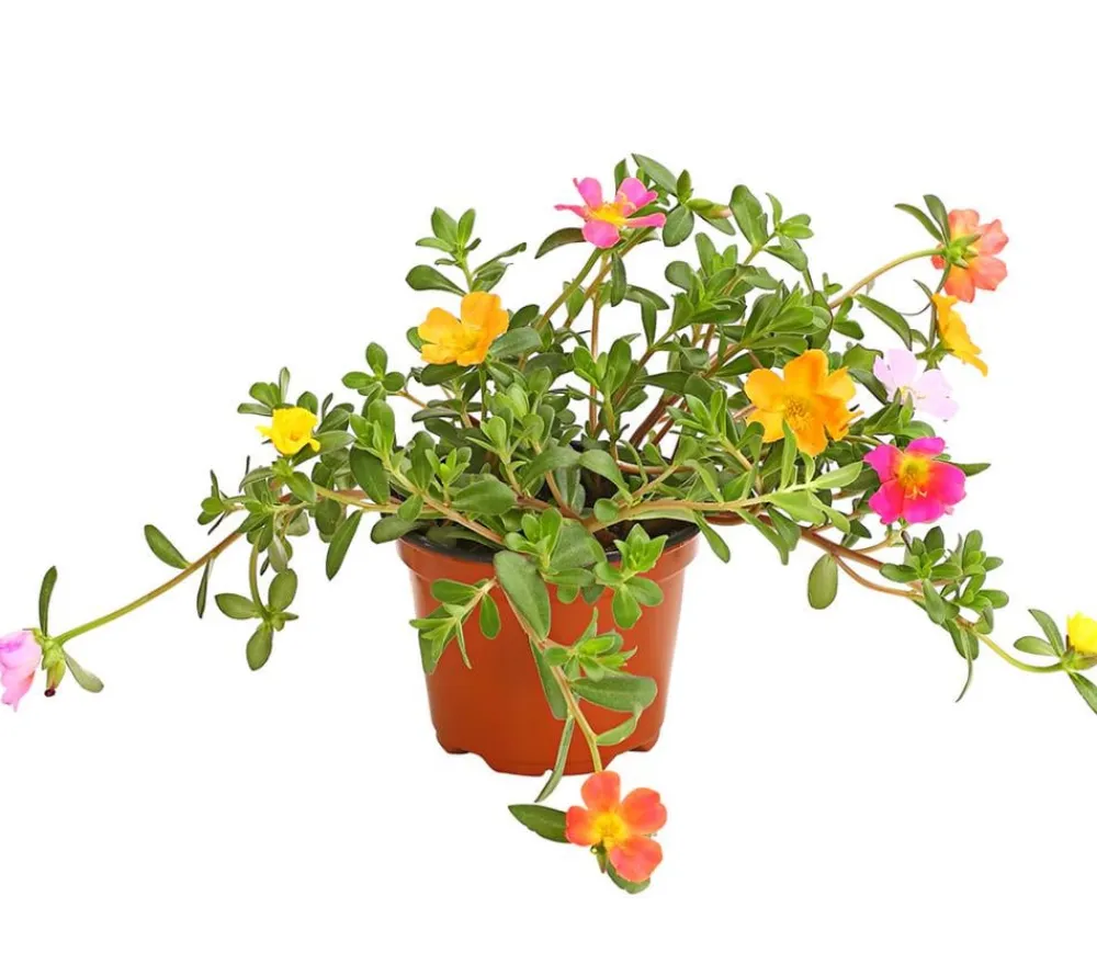 Dehner Balkonpflanzen-Sets|Sommerblumen > Beet- & Balkonpflanzen-Set Sonnenanbeter