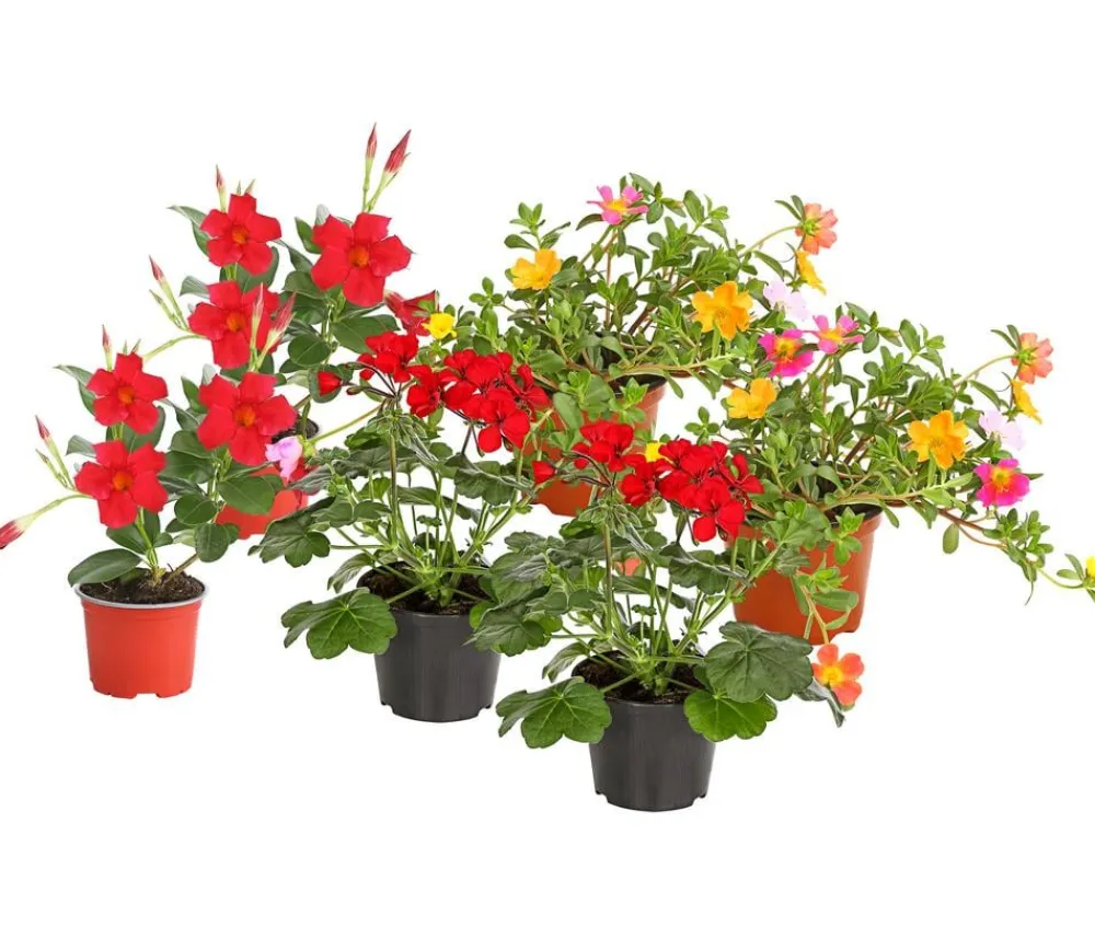Dehner Balkonpflanzen-Sets|Sommerblumen > Beet- & Balkonpflanzen-Set Sonnenanbeter