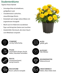 Dehner Balkonpflanzen-Sets|Sommerblumen > Beet- & Balkonpflanzen-Set Sonnenkuss, 6-teilig