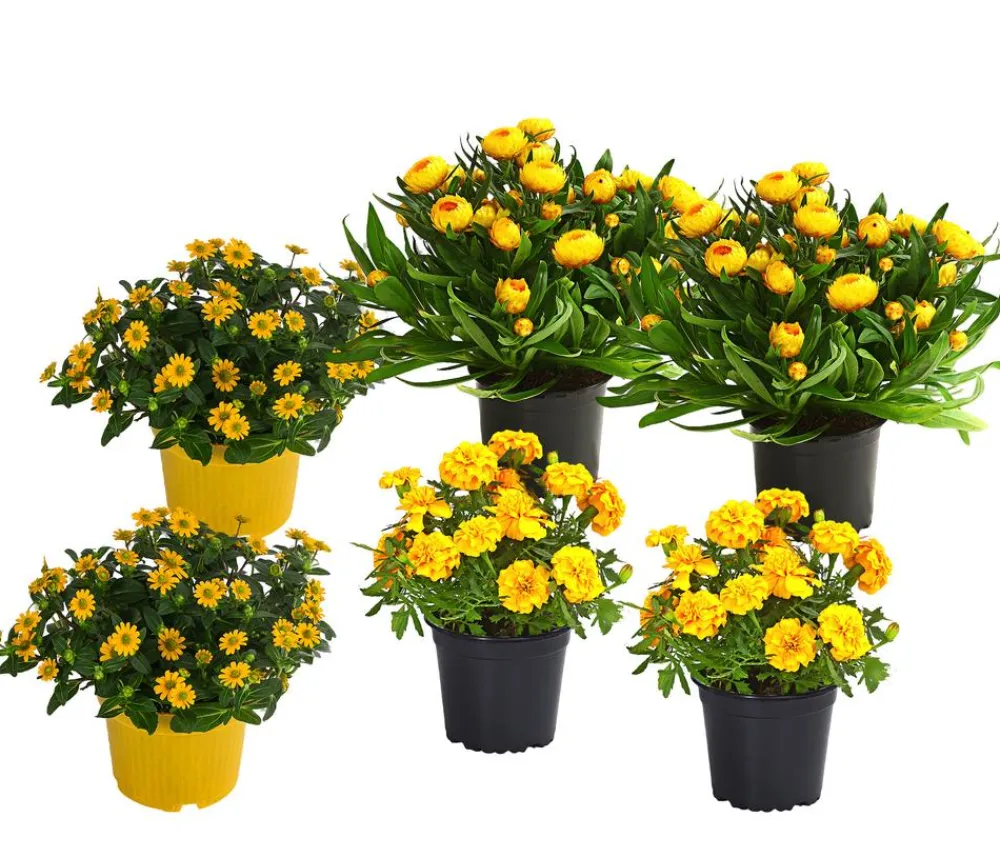 Dehner Balkonpflanzen-Sets|Sommerblumen > Beet- & Balkonpflanzen-Set Sonnenkuss, 6-teilig