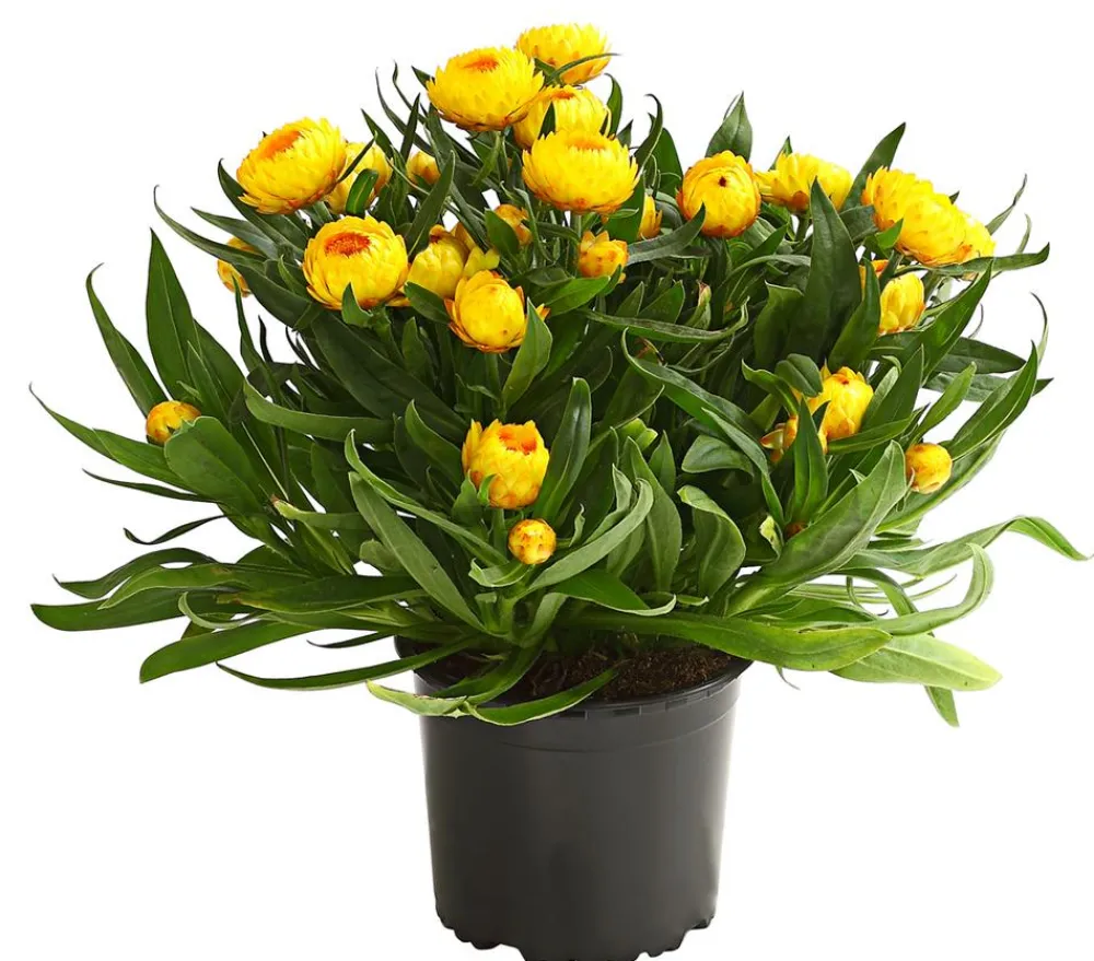 Dehner Balkonpflanzen-Sets|Sommerblumen > Beet- & Balkonpflanzen-Set Sonnenkuss, 6-teilig