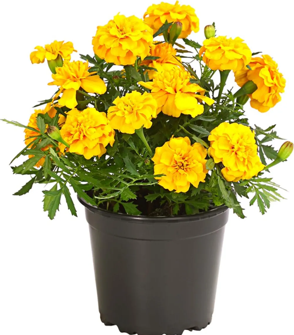 Dehner Balkonpflanzen-Sets|Sommerblumen > Beet- & Balkonpflanzen-Set Sonnenkuss, 6-teilig