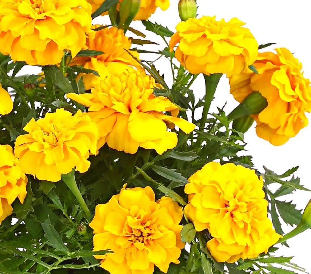 Dehner Balkonpflanzen-Sets|Sommerblumen > Beet- & Balkonpflanzen-Set Sonnenkuss, 6-teilig