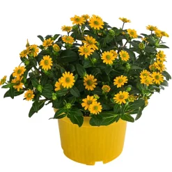 Dehner Balkonpflanzen-Sets|Sommerblumen > Beet- & Balkonpflanzen-Set Sonnenkuss, 6-teilig
