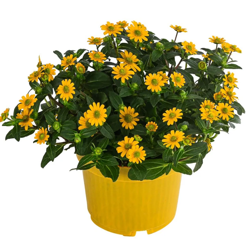 Dehner Balkonpflanzen-Sets|Sommerblumen > Beet- & Balkonpflanzen-Set Sonnenkuss, 6-teilig