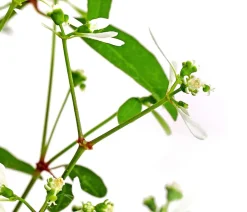 Dehner Balkonpflanzen-Sets|Hängende Sommerblüher - Beet- & Balkonpflanzen-Set Sonnengruß, 6-teilig