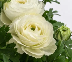 Dehner Balkonpflanzen-Sets - Beet- & Balkonpflanzen-Set er Frühling, 6-teilig Weiß