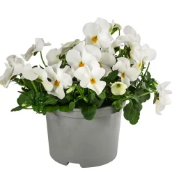 Dehner Balkonpflanzen-Sets - Beet- & Balkonpflanzen-Set er Frühling, 6-teilig Weiß