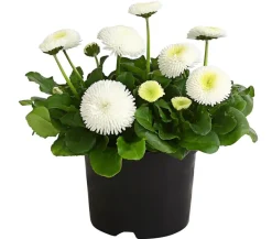 Dehner Balkonpflanzen-Sets - Beet- & Balkonpflanzen-Set er Frühling, 6-teilig Weiß
