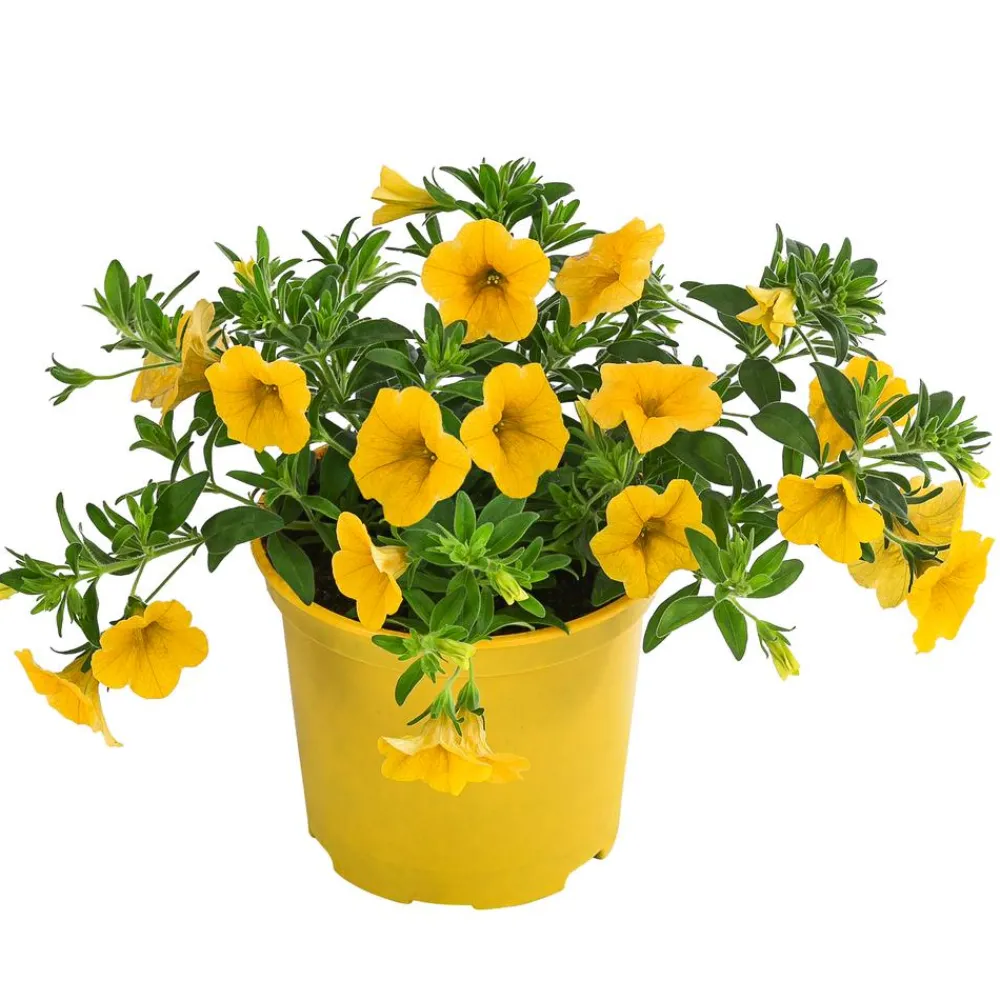 Dehner Balkonpflanzen-Sets|Sommerblumen > Beet- & Balkonpflanzen-Set Zitronen, 6-teilig