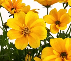 Dehner Balkonpflanzen-Sets|Sommerblumen > Beet- & Balkonpflanzen-Set Zitronen, 6-teilig
