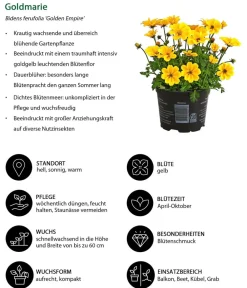 Dehner Balkonpflanzen-Sets|Sommerblumen > Beet- & Balkonpflanzen-Set Zitronen, 6-teilig
