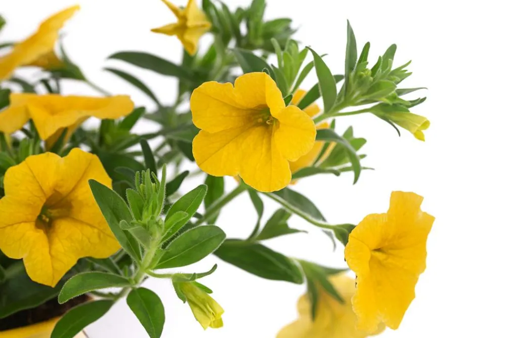Dehner Balkonpflanzen-Sets|Sommerblumen > Beet- & Balkonpflanzen-Set Zitronen, 6-teilig