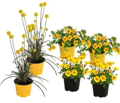 Dehner Balkonpflanzen-Sets|Sommerblumen > Beet- & Balkonpflanzen-Set Zitronen, 6-teilig