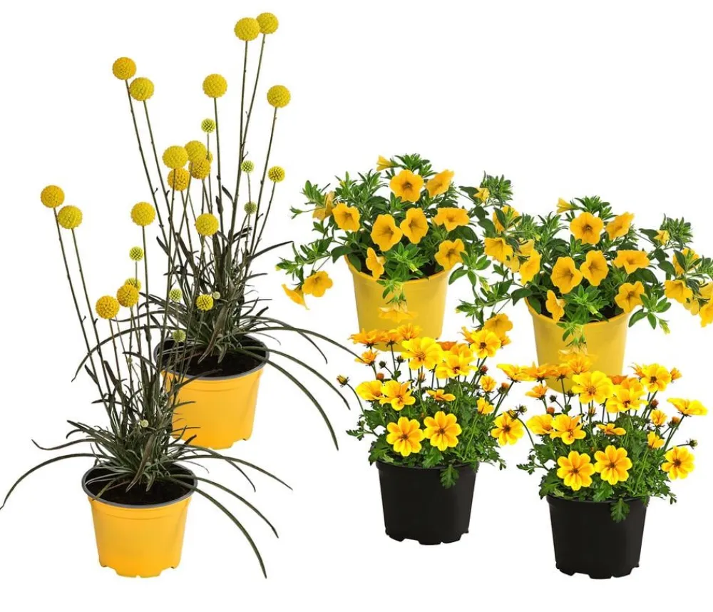 Dehner Balkonpflanzen-Sets|Sommerblumen > Beet- & Balkonpflanzen-Set Zitronen, 6-teilig