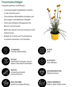 Dehner Balkonpflanzen-Sets|Sommerblumen > Beet- & Balkonpflanzen-Set Zitronen, 6-teilig