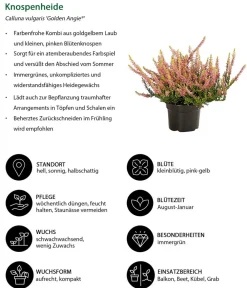 Dehner Balkonpflanzen-Sets > Beet- & Balkonset Goldener Herbst, 6-teilig