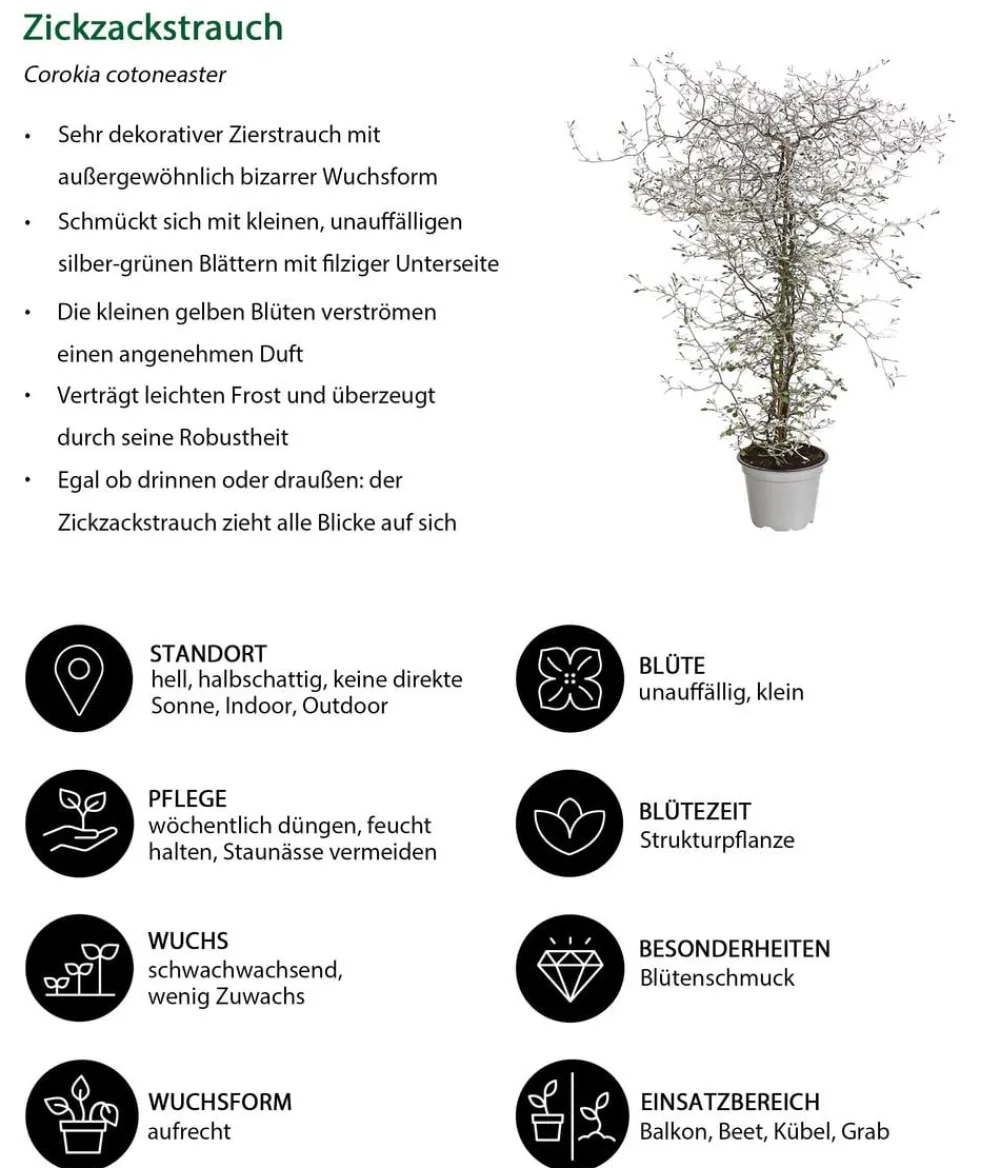 Dehner Balkonpflanzen-Sets > Beet- & Balkonset Goldener Herbst, 6-teilig