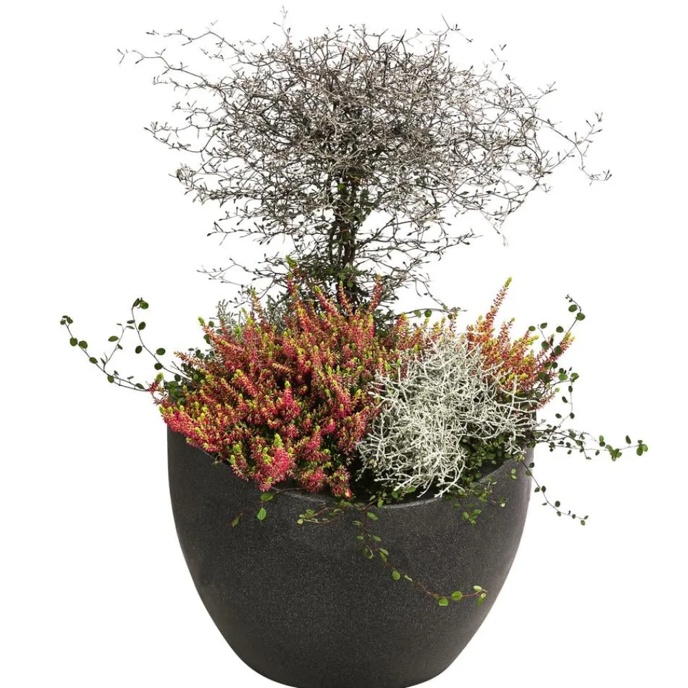 Dehner Balkonpflanzen-Sets > Beet- & Balkonset Goldener Herbst, 6-teilig