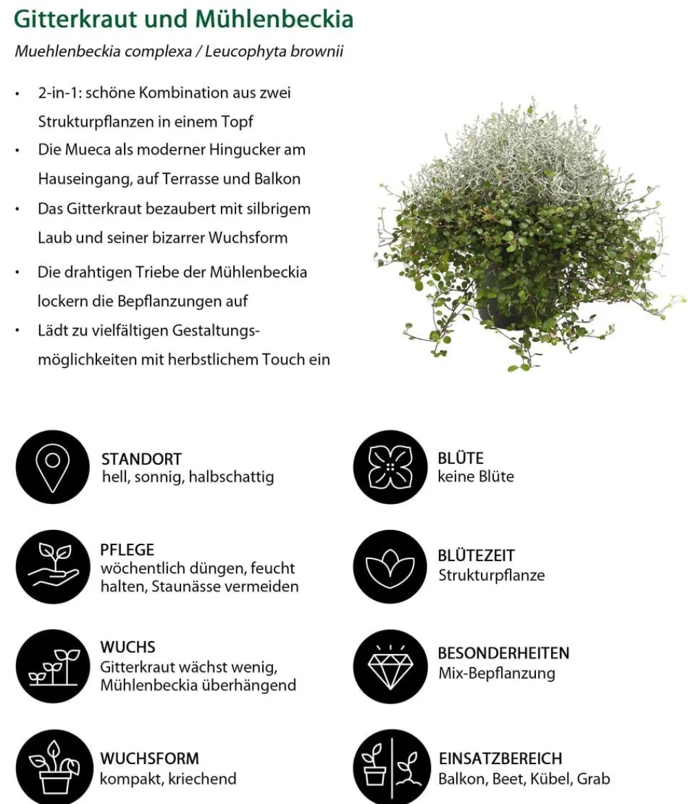 Dehner Balkonpflanzen-Sets > Beet- & Balkonset Goldener Herbst, 6-teilig