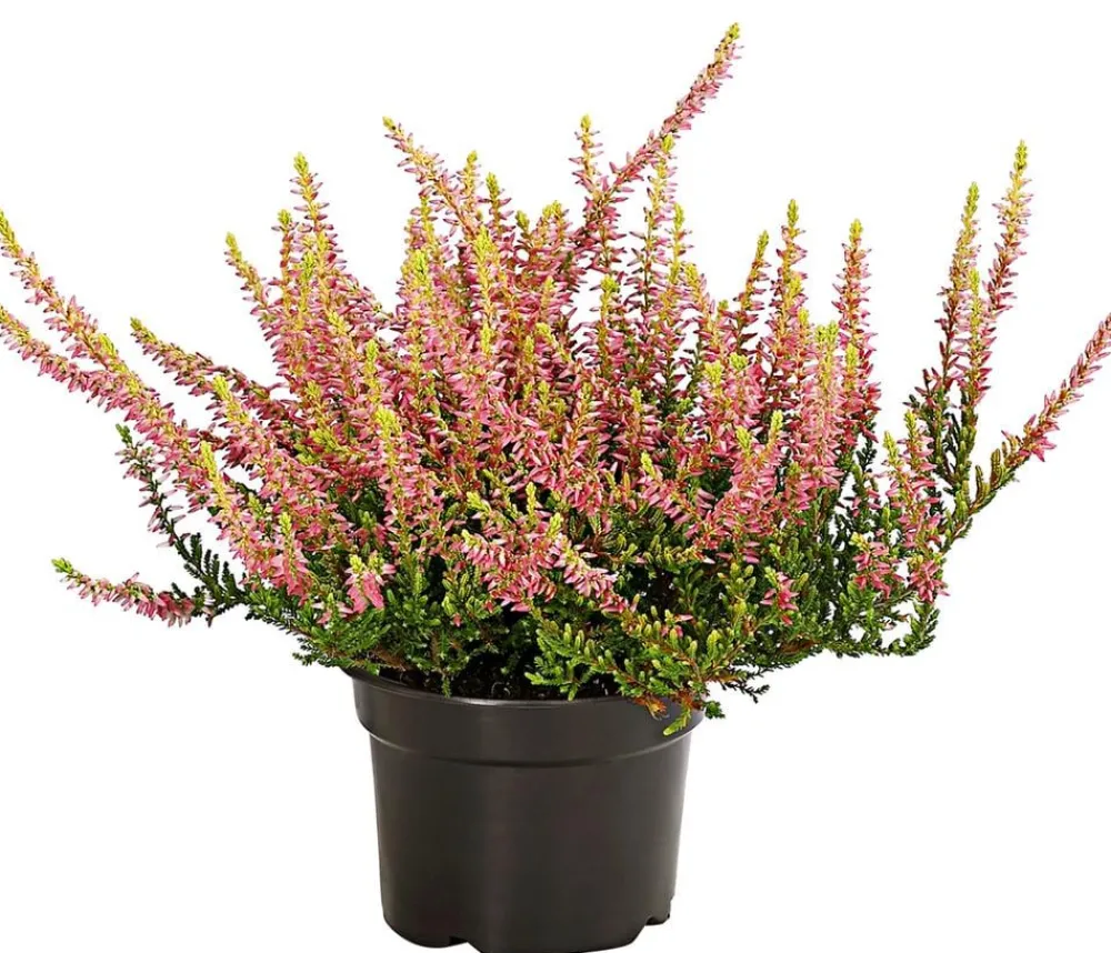 Dehner Balkonpflanzen-Sets > Beet- & Balkonset Goldener Herbst, 6-teilig