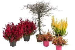 Dehner Balkonpflanzen-Sets > Beet- & Balkonset Herbstfeuer, 6-teilig