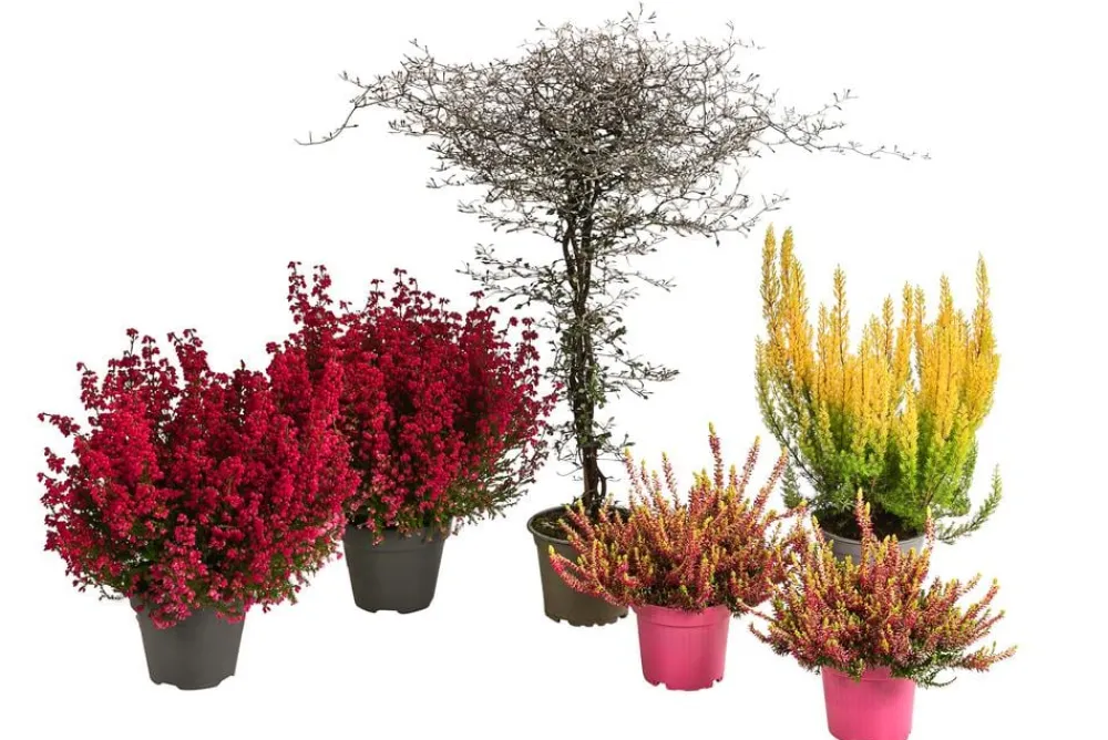 Dehner Balkonpflanzen-Sets > Beet- & Balkonset Herbstfeuer, 6-teilig