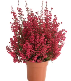 Dehner Balkonpflanzen-Sets > Beet- & Balkonset Herbstfeuer, 6-teilig