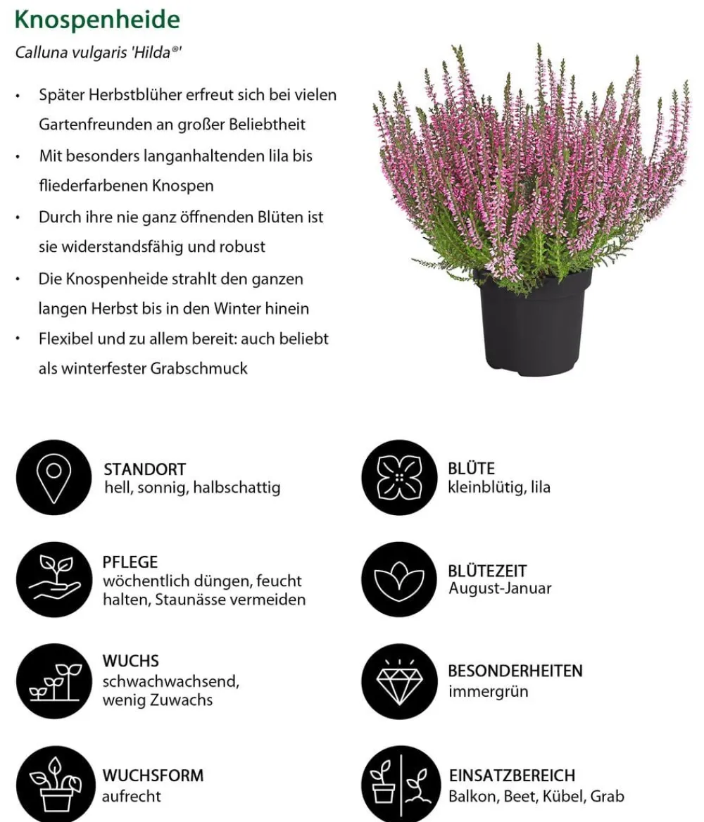 Dehner Balkonpflanzen-Sets - Beet- & Balkonset Herbstfreude, 6-teilig