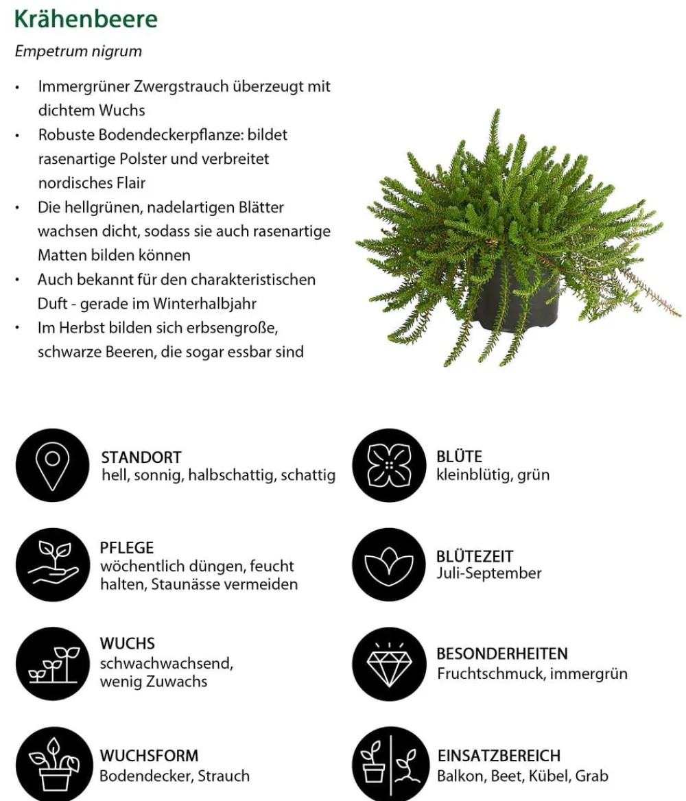 Dehner Balkonpflanzen-Sets - Beet- & Balkonset Herbstwind, 6-teilig
