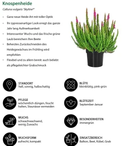 Dehner Balkonpflanzen-Sets - Beet- & Balkonset Herbstwind, 6-teilig