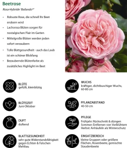 Dehner Beetrose 'Bailando®' Rosa Discount