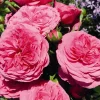 Dehner Rosen > Beetrose 'Baronesse®'