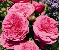 Dehner Rosen > Beetrose 'Baronesse®'