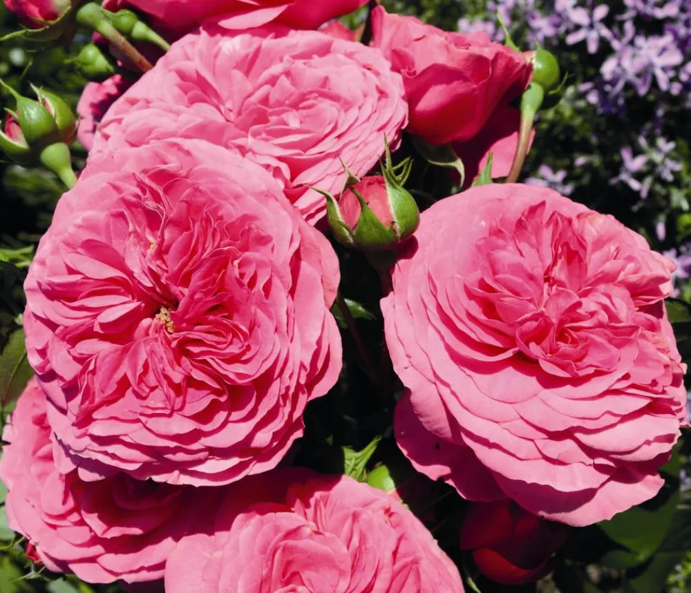 Dehner Rosen > Beetrose 'Baronesse®'