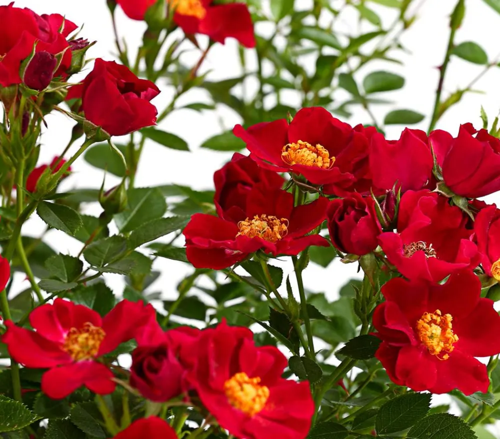 Dehner Beetrose 'Flower Rain®', verschiedene Farben Sale