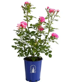 Dehner Beetrose 'Flower Rain®', verschiedene Farben Sale