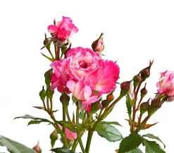 Dehner Beetrose 'Flower Rain®', verschiedene Farben Sale