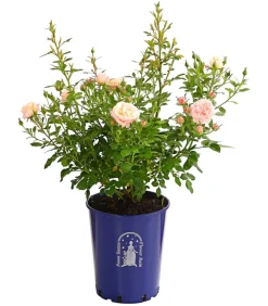 Dehner Beetrose 'Flower Rain®', verschiedene Farben Sale