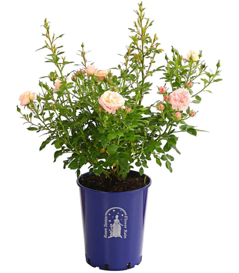Dehner Beetrose 'Flower Rain®', verschiedene Farben Sale