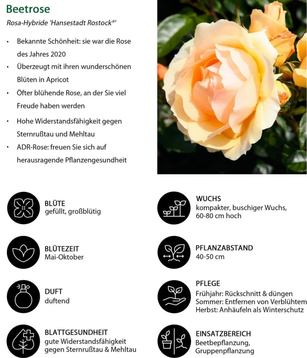 Dehner Beetrose 'Hansestadt Rostock®' Clearance