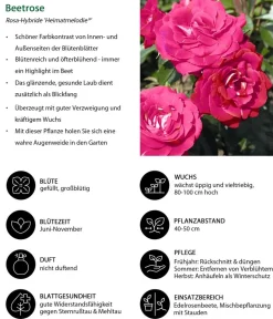 Dehner Rosen - Beetrose 'Heimatmelodie®'