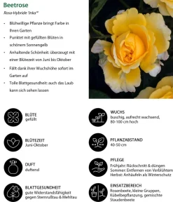 Dehner Rosen > Beetrose 'Inka®'