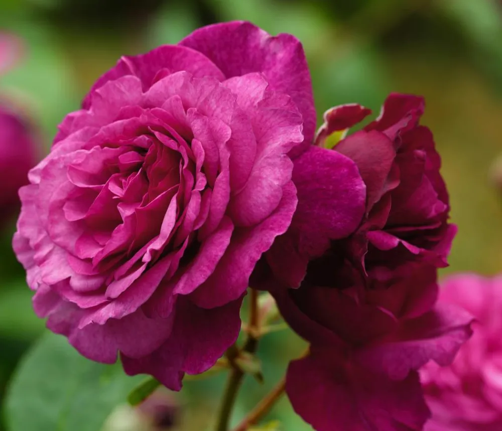 Dehner Beetrose 'Kaffe Fassett®' Pink Hot